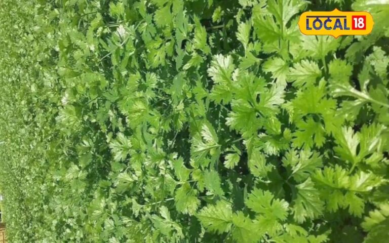 धनिया की ये है बेस्ट वैरायटी, इस विधि से बुवाई करने पर मिलेगी बंपर उपज
