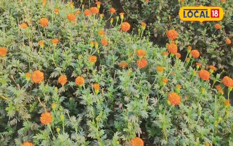 बकाया बिजली बिल वसूली पर बवाल, डिस्कॉम टीम पर जानलेवा हमला, वीडियो Viral