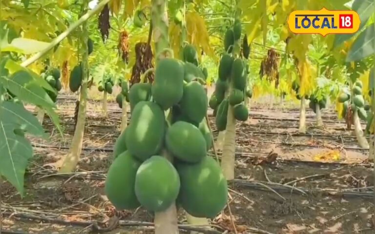 11 साल का लड़का बना चेस चैंपियन... 3 की उम्र से सीख रहा था चालें, अब इंटरनेशनल