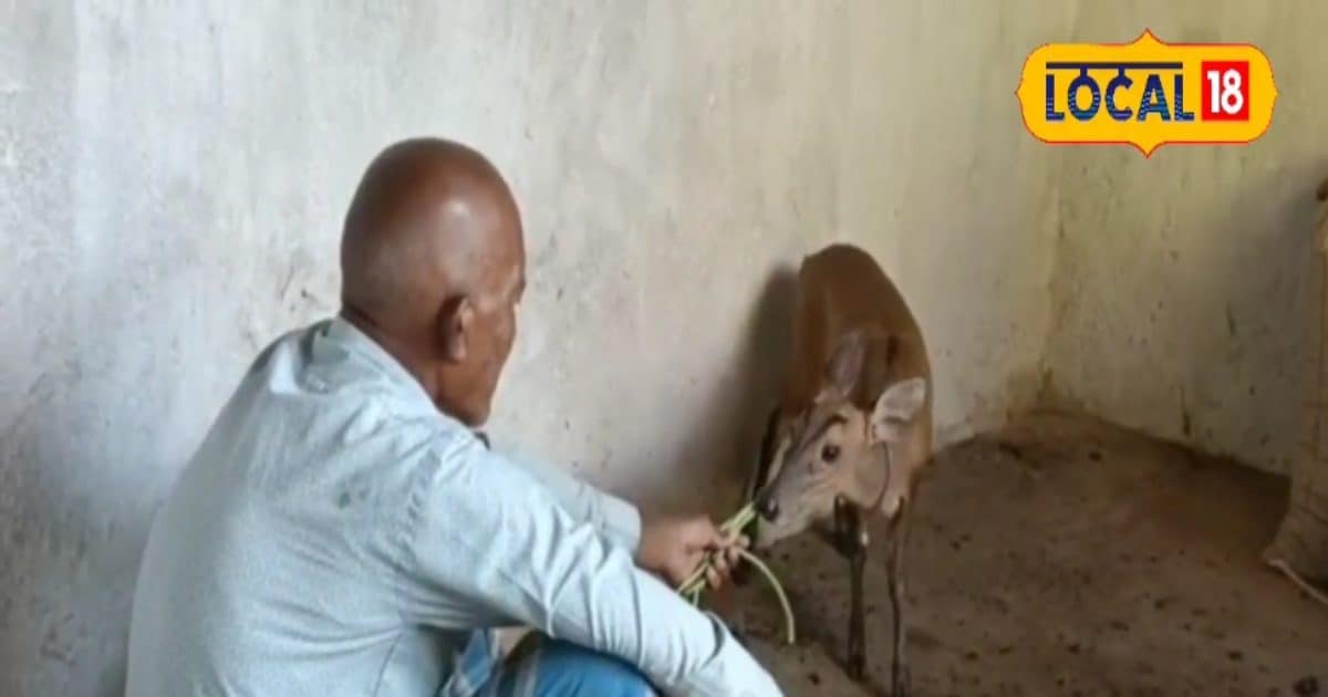 किसान और इस मनमोहक जीव की अनोखी दोस्ती, शिकारी ने किया घायल तो बचाई जान