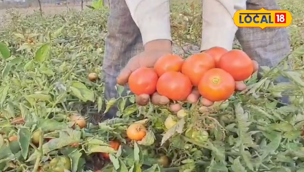 इस फसल की खेती से किसान जयूनंदन की बदली किस्मत, सालाना लाखों में कर रहे कमाई