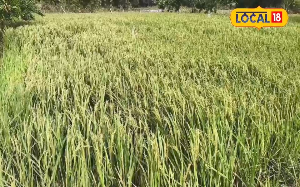 ठेकेदारी छोड़ शख्स ने खेती में लगाए 34 लाख, सरकार ने दी बड़ी छूट, कमाए इतने