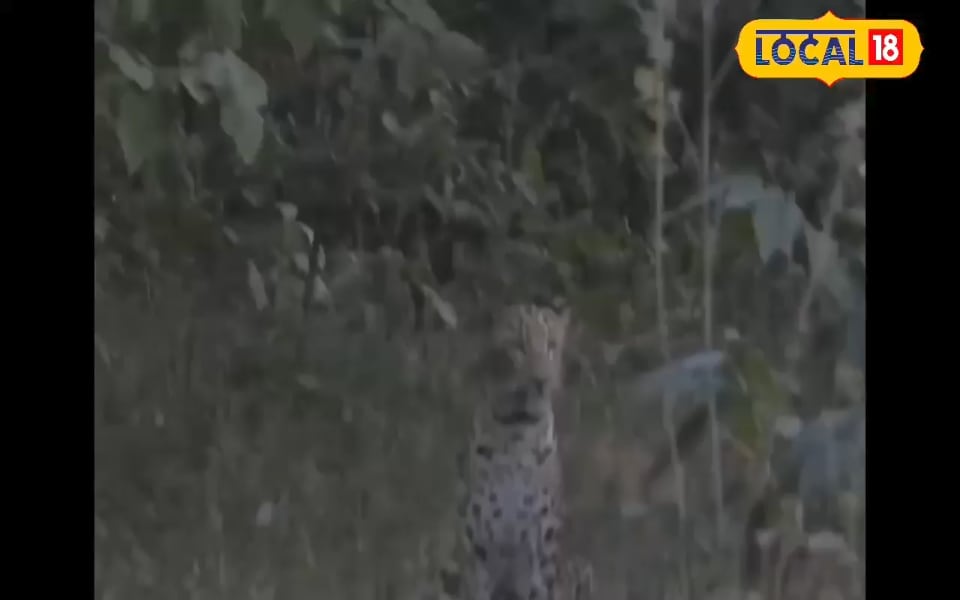 बॉक्स ऑफिस पर 200 करोड़ से ज्यादा हुई कमाई, अब OTT पर टॉप ट्रेंडिंग बनी मूवी