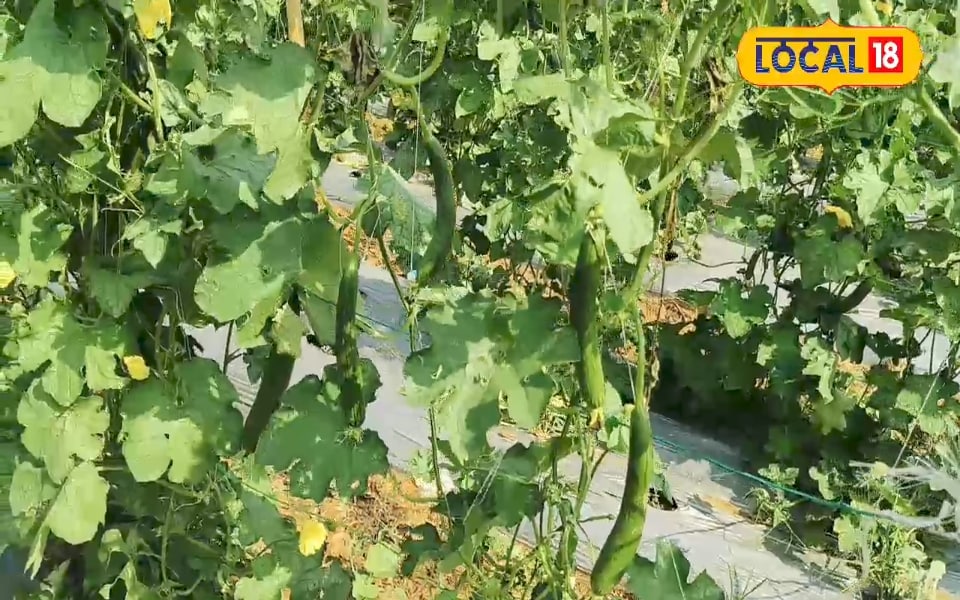 दुनिया का सबसे महंगे आम की कैसे करें मार्केटिंग? कम उपज में भी बनेंगे लखपति