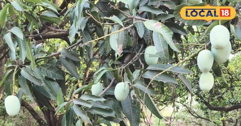 कोरबा के कराटे खिलाड़ियों ने मेरठ में मचाया धमाल, अब जापान में तिरंगा लहराएंगे