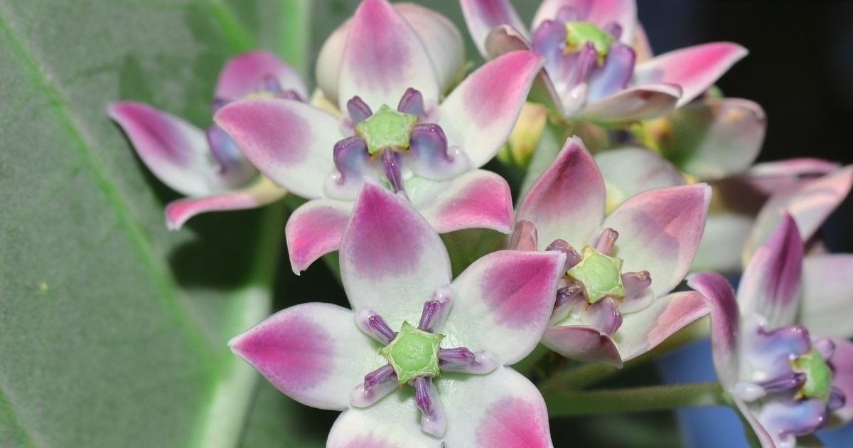 गोल्डा मायर की इंदिरा को गुप्त मदद, अब ऑपरेशन सिंदूर पर समर्थन