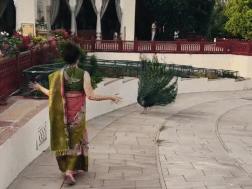 Mandi MP Kangana Ranaut reel viral | Pakistani song | Jaipur | Shimla | Himachal News | कंगना रनोट इंस्टाग्राम रील बनाकर फंसी: मोर के साथ नाचीं, बैकग्राउंड में पाकिस्तानी सिंगर का गाना लगाया, लोग देशद्रोही बोल रहे - Shimla News