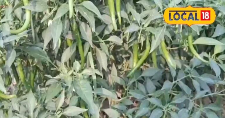 'का हाल बा' से 'की हाल छै' तक, बिहार में कदम-कदम पर बदलती है भाषा