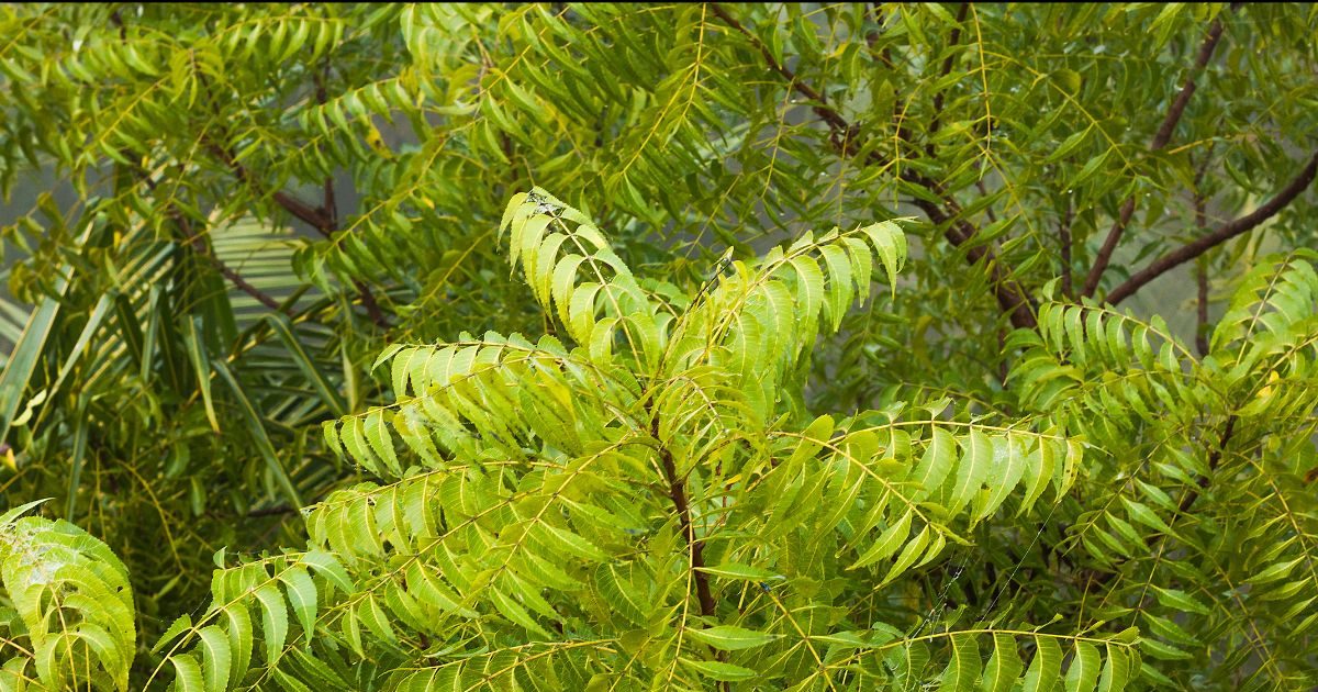 शनि या राहु-केतु की पीड़ा से हैं परेशान? बचने के लिए घर के बाहर लगाएं ये पौधा