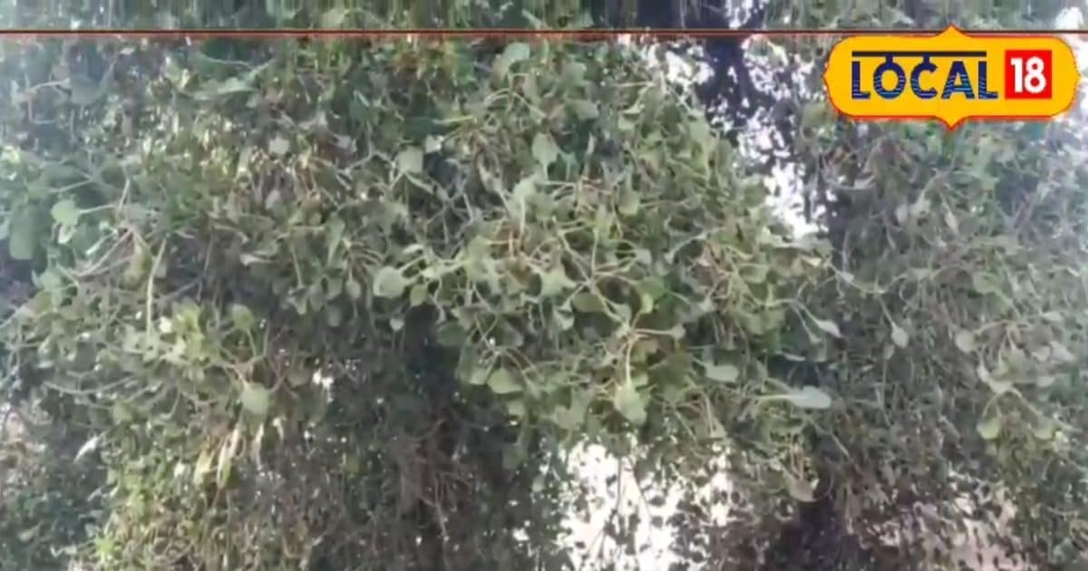 जहां श्रीराम ने खाया था शबरी का बेर! यहां आज भी मौजूद है वो पत्तल जैसा पेड़!