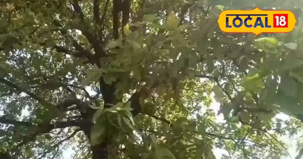 ATM से कम नहीं तेंदू पत्ता, कोरबा के जंगल से बरस रहा हरा सोना, 15 दिन में कमाई